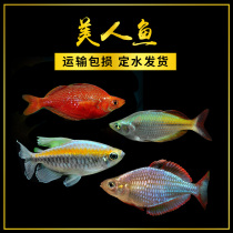 Tropical ornamental lamp fish Live Congo beauty Electro-optical beauty Stone beauty Apple beauty Red-tailed beauty ball