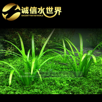 Water orchid Classic foreground grass Small water orchid water grass red clove red silk green leaf landscaping is easy to raise and live fast reproduction