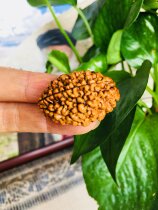 Indias Isha Two-sided Kumgang Bodhisattva-The Hindu