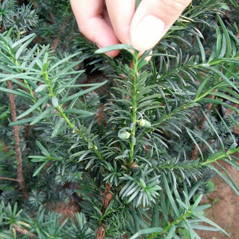 �̴�����mandydai pen