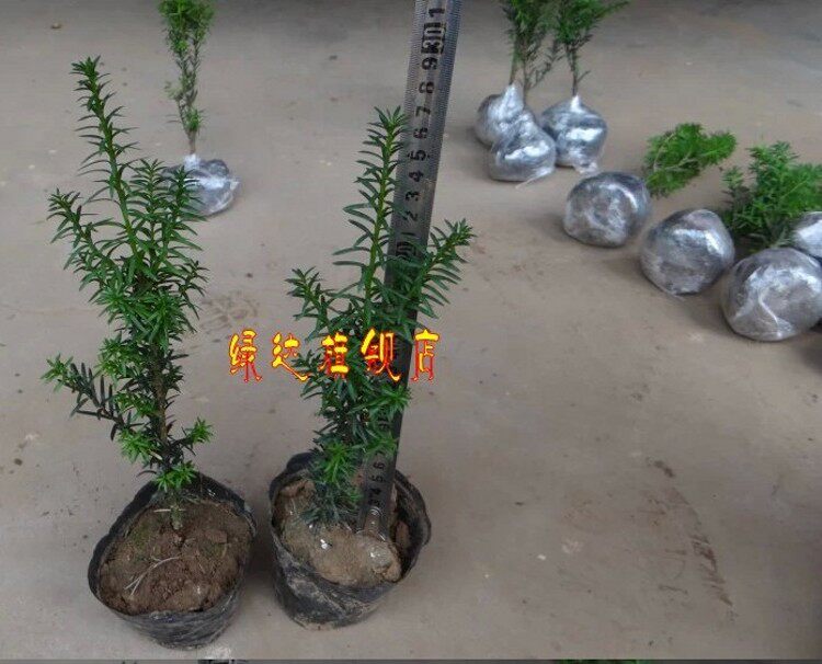 �̴�С�辰hdsxioapj