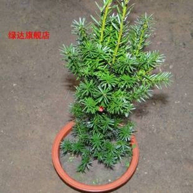 �̴�����hdsdai guo