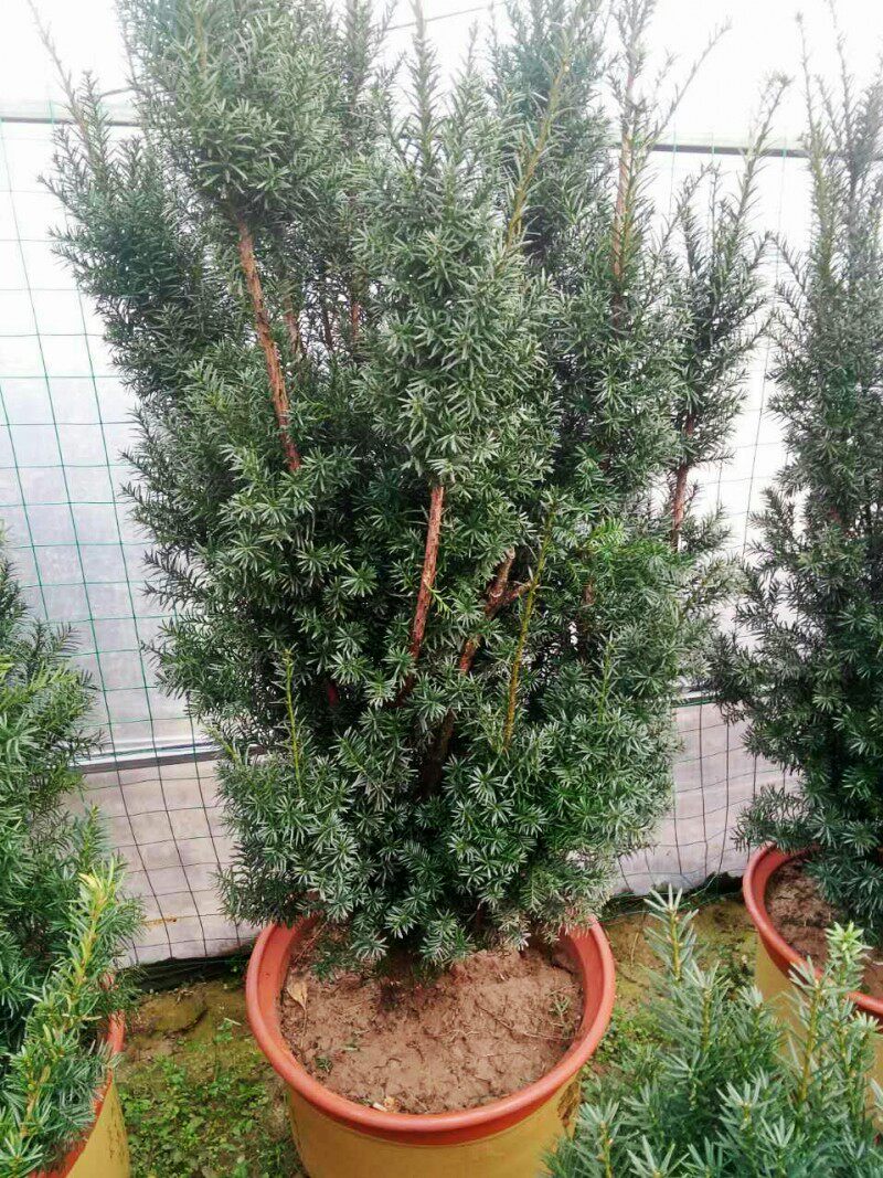 �̴�춹ɼ����hdsdpj1