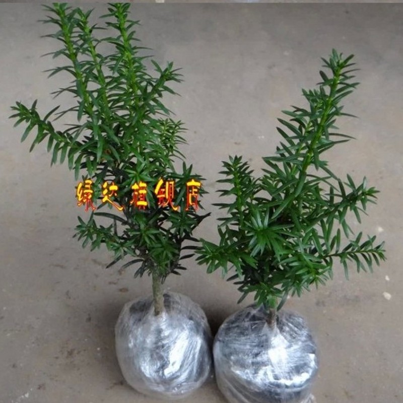 �̴�С�辰hdsxioapj