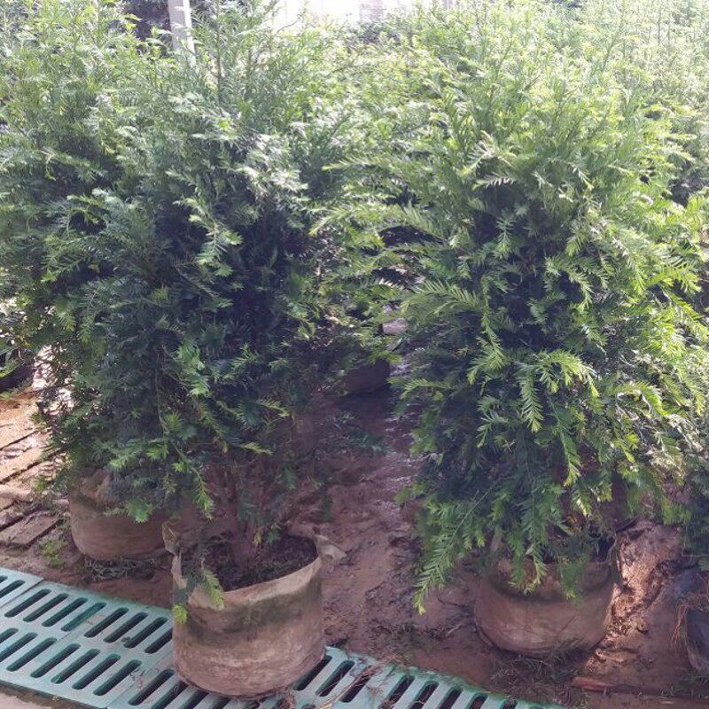 �̴�춹ɼ�辰nfhdspenz