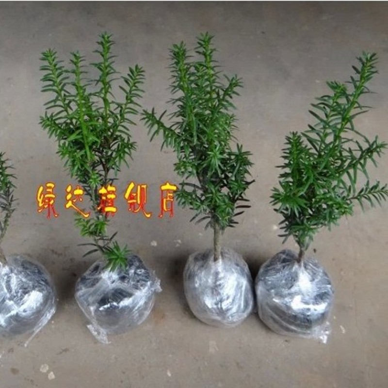 �̴�С�辰hdsxioapj