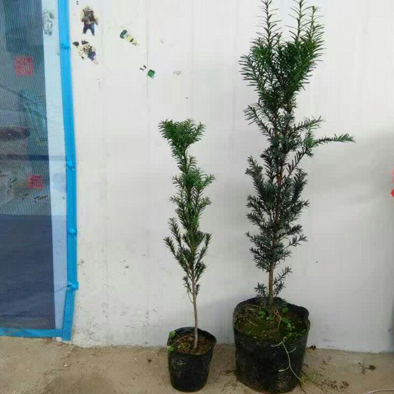 �̴�춹ɼ������ hds 00