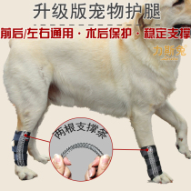 Chien danimal assisté avec chien handicapé âgé de vieil âge pour aider pré-jambe peur puissance genou soutien confiance