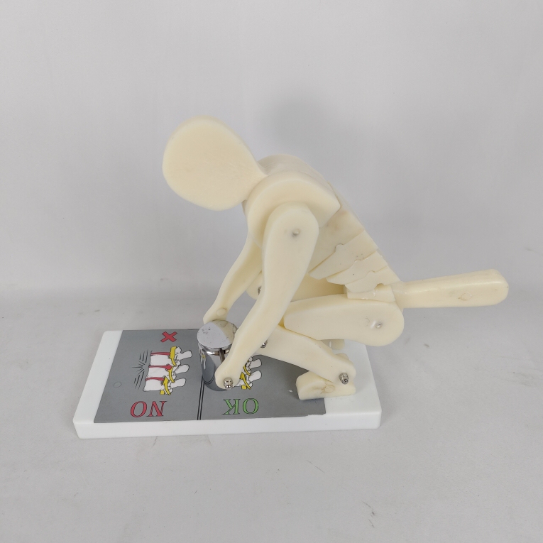Human Weightlifting Time Spine and Lumbar Pressure Demonstration Model Lifting and Handling Health Operation Fitness Safety Demonstration