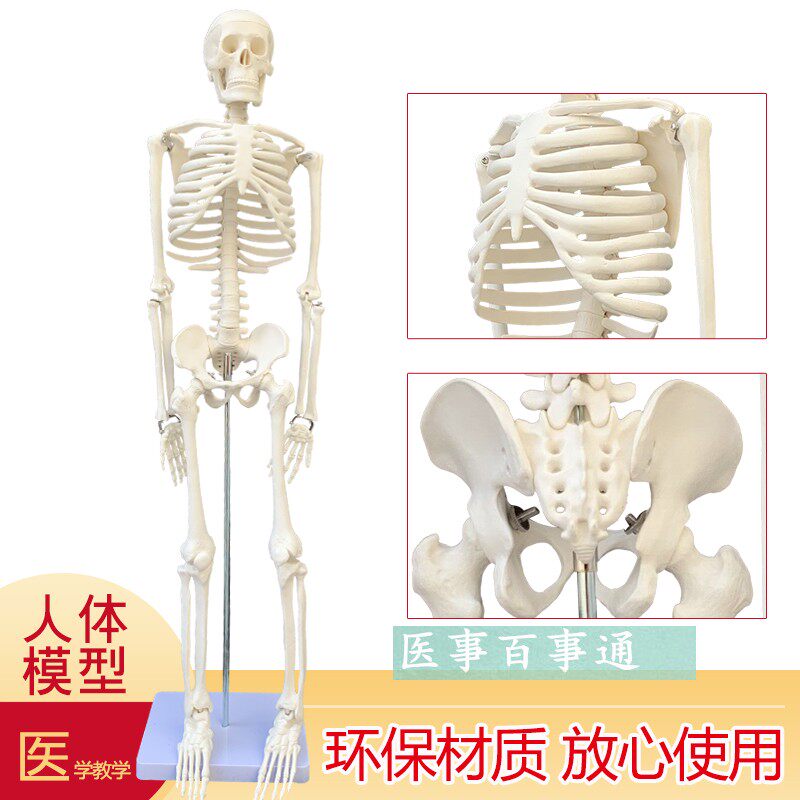 可摆姿势人骨标本人体骨骼模型 85CM人骨架模型 骷髅骨人体素描