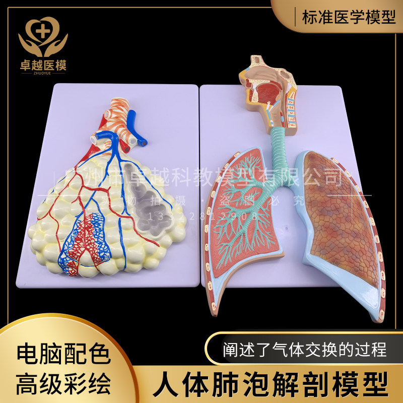 人体呼吸系统解剖模型 肺解剖呼吸浮雕模型 肺泡放大解剖骨骼模型