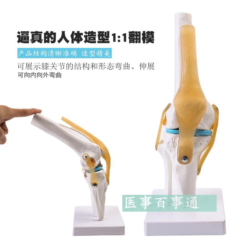 自然大膝关节模型 人体骨骼解剖模型 医学教学培训专用 骨科教学