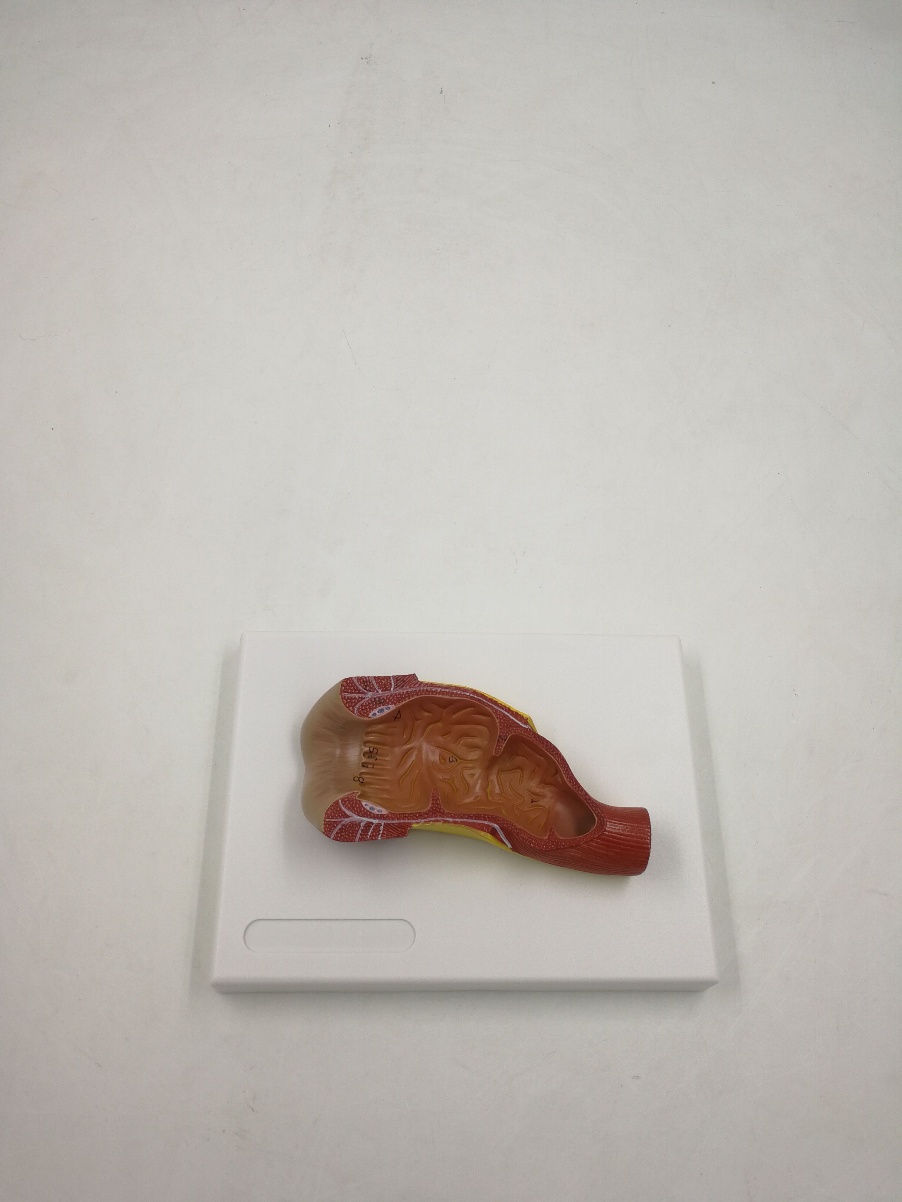 直肠内腔模型消化系统解剖