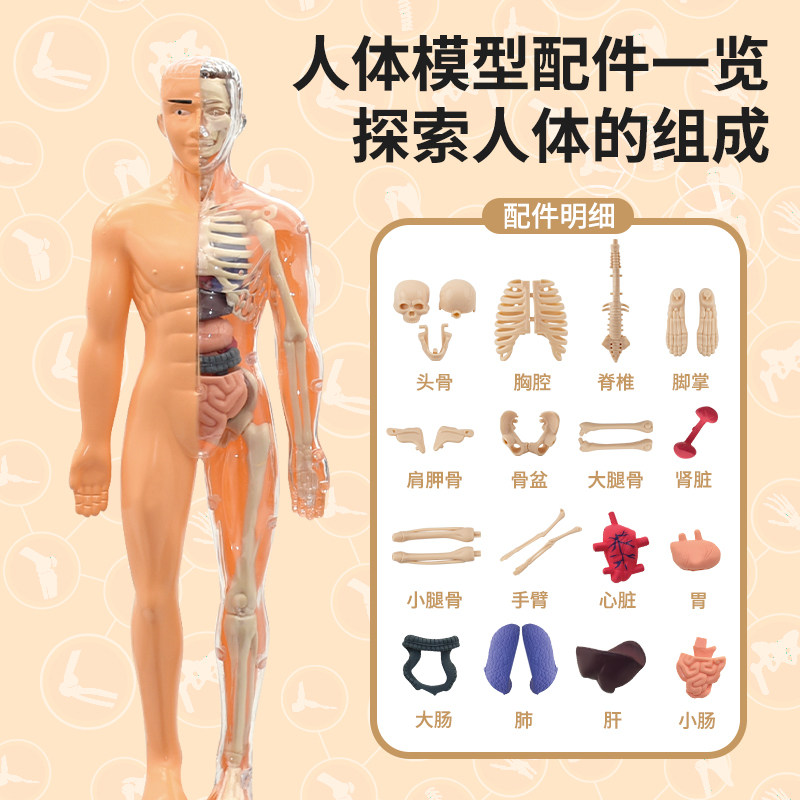 3D Simulated Human Organ Skeleton Model, Medical Anatomy Assembly, Full-Body Torso Structure, Internal Organs, Educational Science Toy