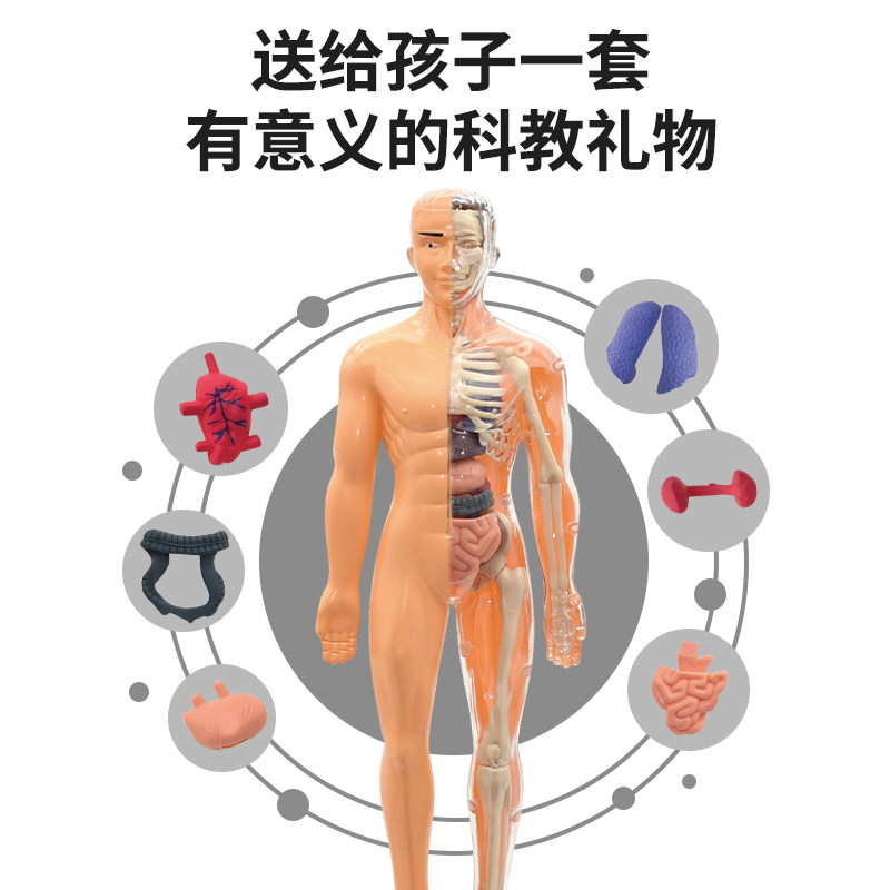 3D Simulated Human Organ Skeleton Model, Medical Anatomy Assembly, Full-Body Torso Structure, Internal Organs, Educational Science Toy