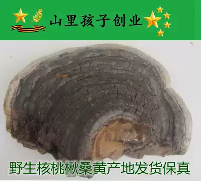 Changbai Mountain walnut rowan mulberry yellow grows on the mountain peach rowan tree Walnut eye Walnut rowan ganoderma lucidum free chop pieces and powder