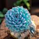 Laozhuang Lanjilian multi-headed succulent plant blue bean group indoor office desktop potted plant is good ສໍາລັບການໃຫ້ອາຫານແລະການປ້ອງກັນລັງສີ