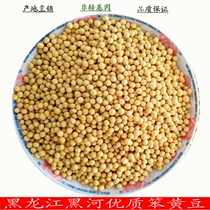 New beans Northeast non-GMO farmers grow their own stupid soybeans Heilongjiang Heihe soybean raw bean sprouts beat soy milk 5 catties