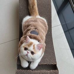 New Autumn and Winter Cat Clothes, Warm and Thickened Vest, Ragdoll Cat Silver Gradient Blue Small Dog Cardigan Cotton Coat