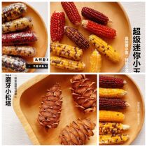 Hamster molars snack natural small corn pine pagoda hamster Golden Bear Flower Branch mouse rabbit ChinChin grinding tooth stick