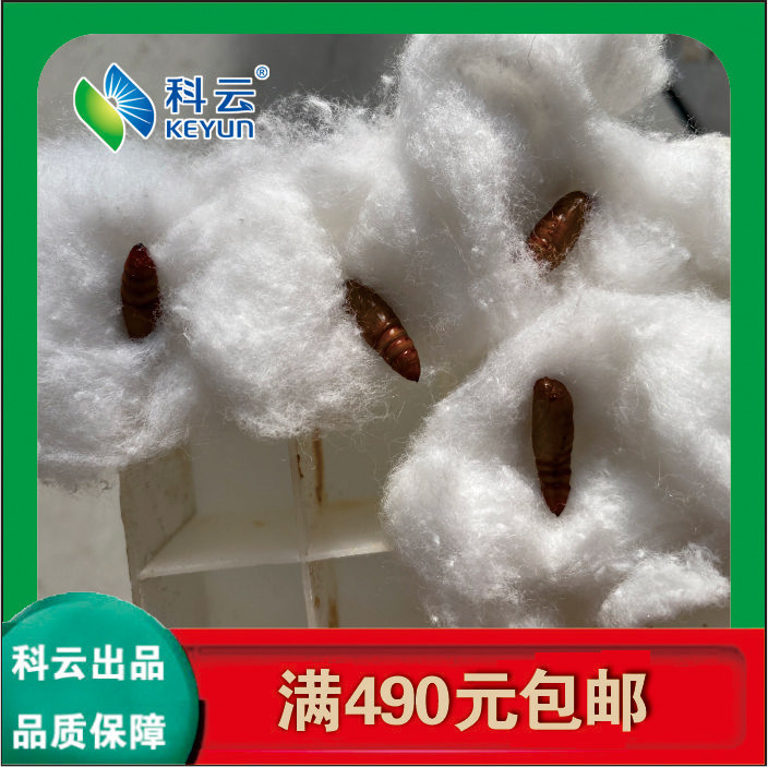 Beet armyworm pupae bioassay experimental teaching Insects can be divided into male and female