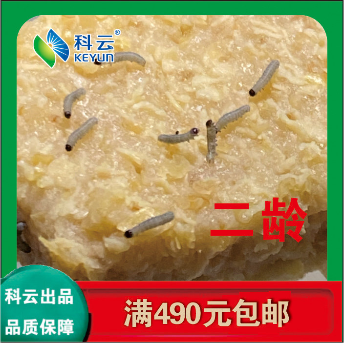 (Keyun)Beet armyworm larvae spot 25-year-old experimental students test insect teaching 50 heads start shooting