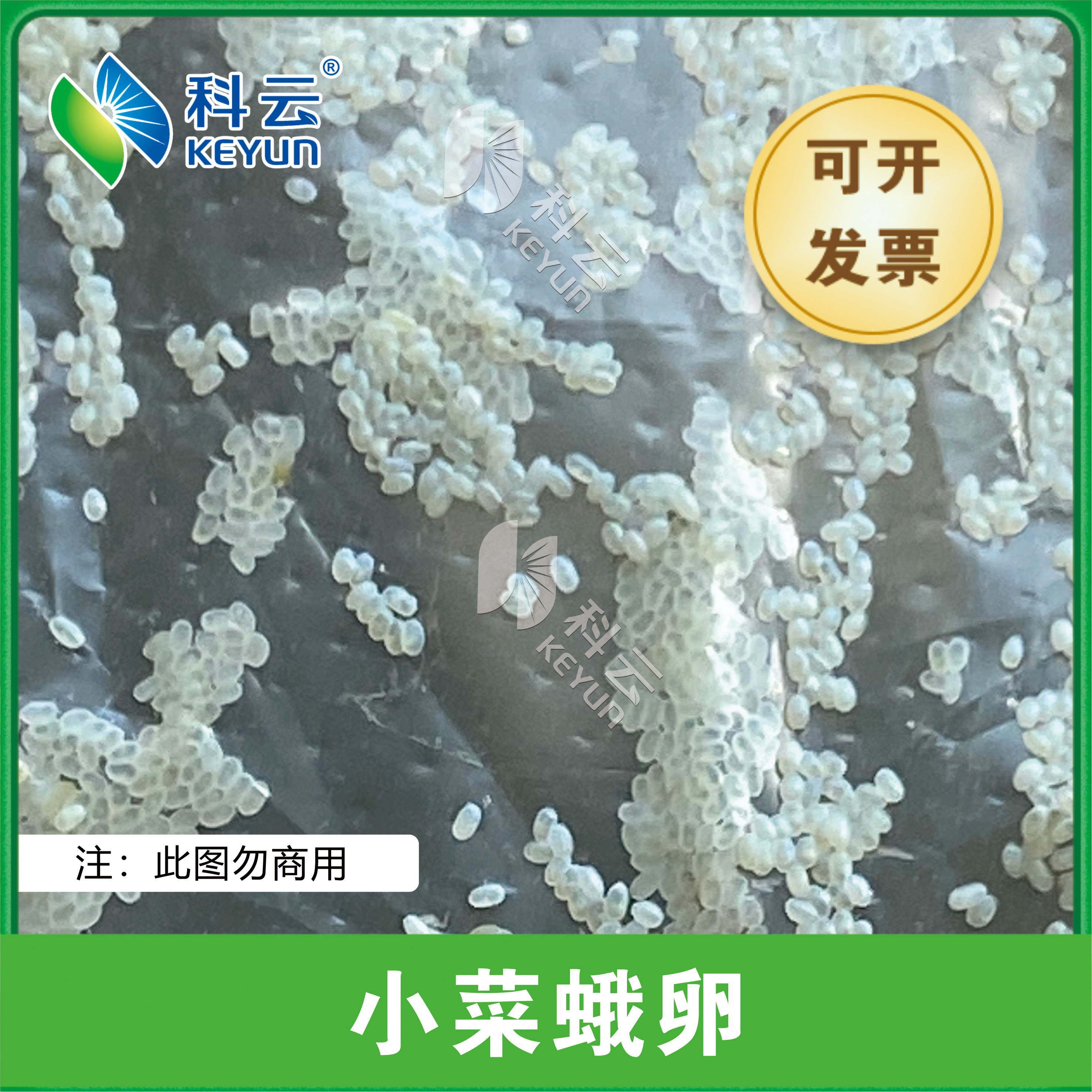 小菜蛾卵科研新宠,你真的了解它吗?实验生测全攻略🔍🐛-特色爬宠-淘宝好物网