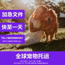 Documents for cats and dogs traveling abroad International pet consignment Dogs and cats in the checked cabin Service dog documents PSD