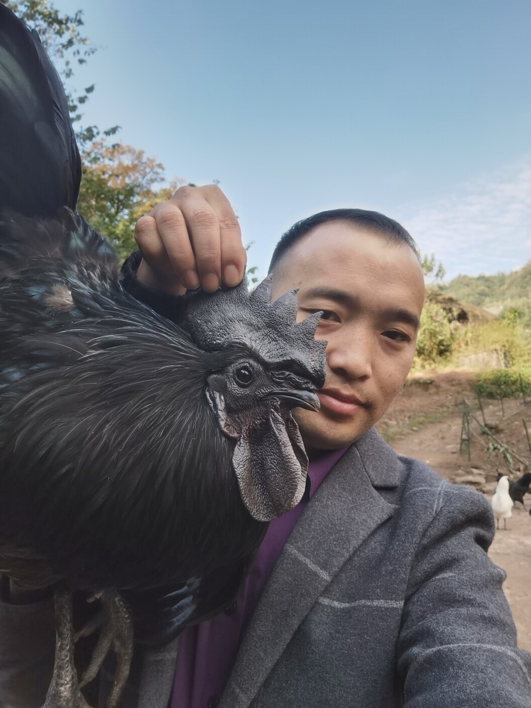 僰鳯王昆