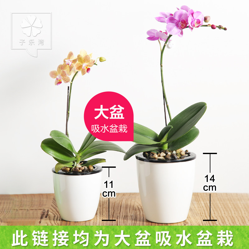 ������ֲ������ ��ɫ������