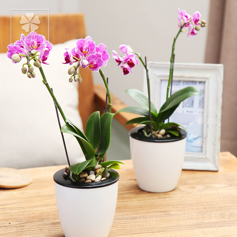 ������ֲ������ ��ɫ������