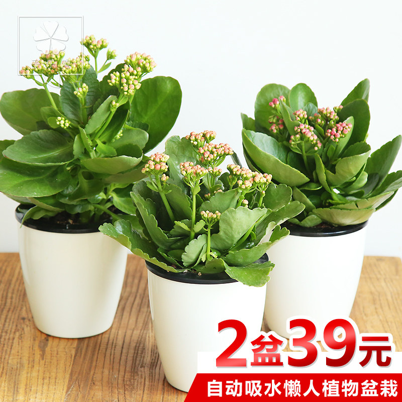 �������辰���ٻ�����