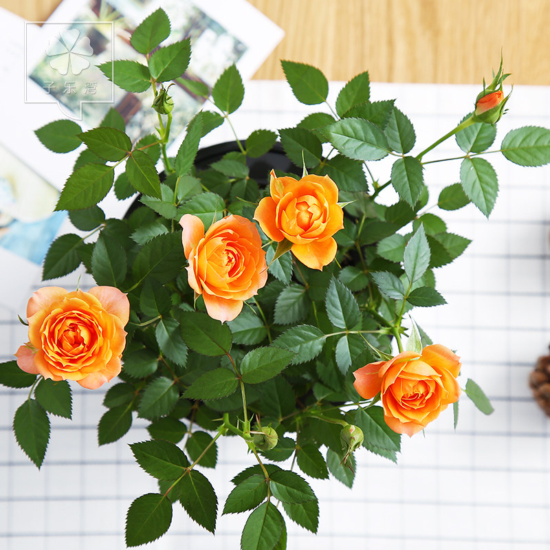 ������õ��������õ��