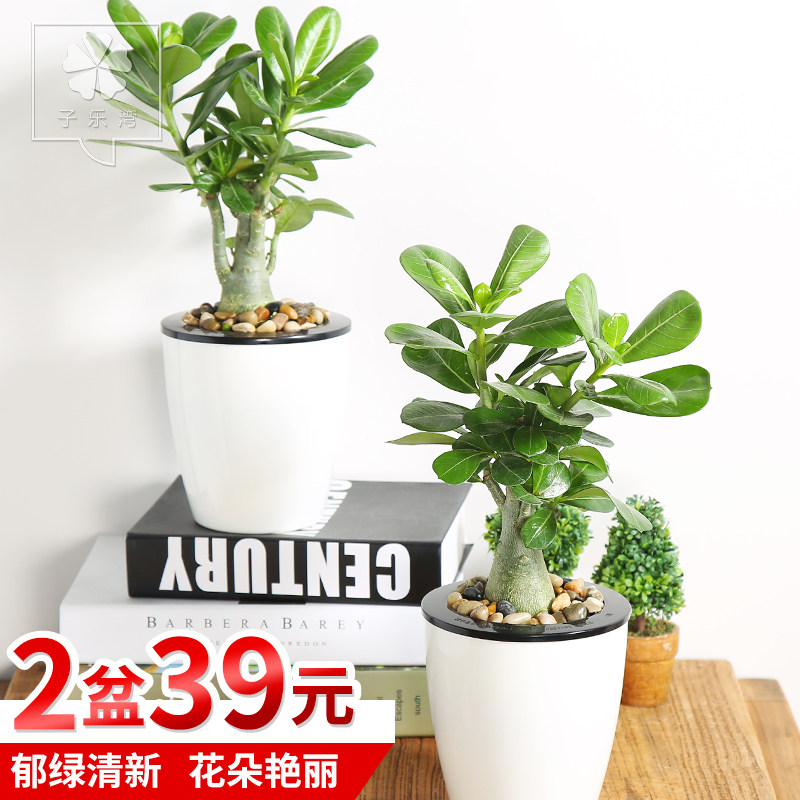 �������辰ɳĮõ��