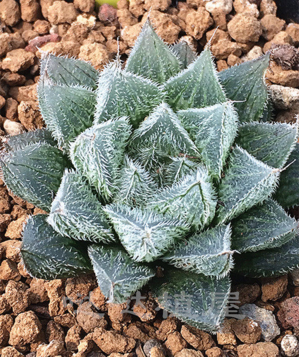 毛玉露白银绘卷名品非组培毛绒绒三角窗十二卷属多肉植物值得拥有 热卖 露白 名品 毛绒 植物 拥有途虎网