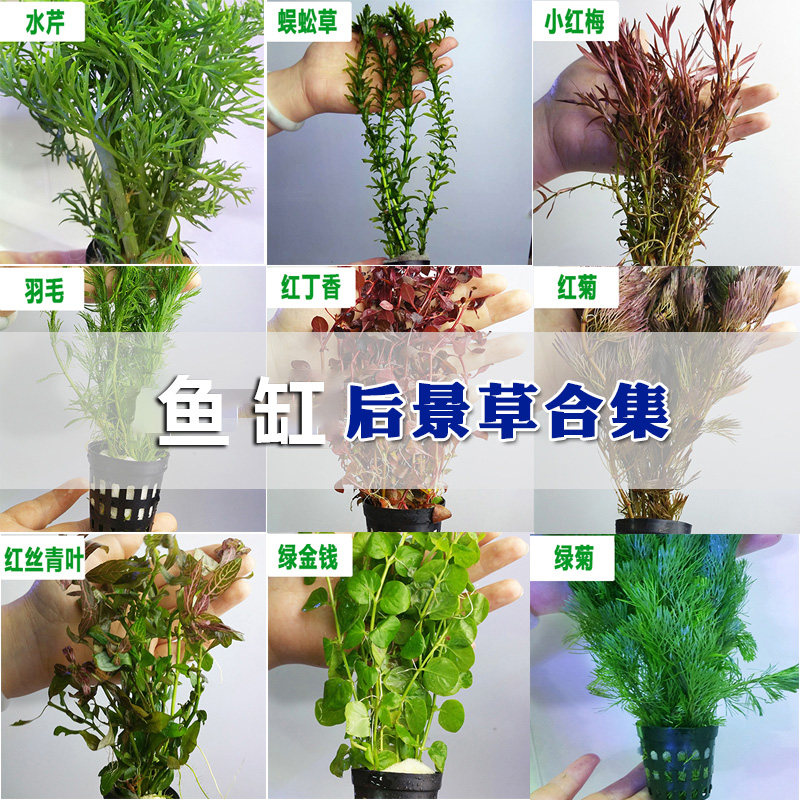 Living aquatic plants with stems Underwater grass tank Freshwater plants Lazy landscape decoration Middle and rear view True red green chrysanthemum lilac