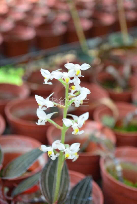血葉蘭 石蠶ludisia Discolor 斑葉蘭屬 缸養造景 觀葉