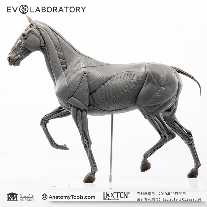 Vm Very Museum Evo Muscle Anatomy Pvc Horse Science Model Figurine Ornament Art Medical Teaching Sculpture