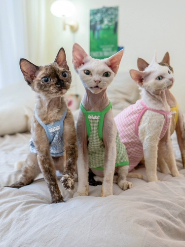 Gingrain Немецкая одежда для кошки безволосы