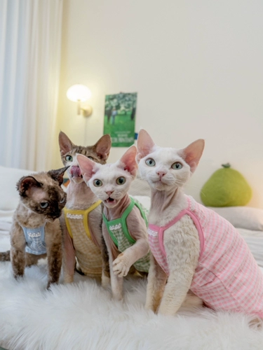 Gingrain Немецкая одежда для кошки безволосы