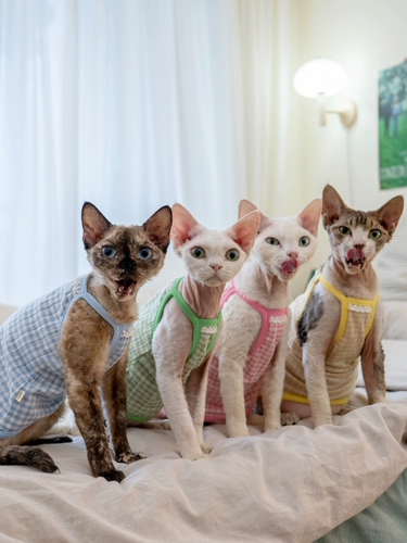 Gingrain Немецкая одежда для кошки безволосы