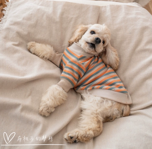 Карта Gingrain Dogye Teddy Jizi Doll Berlier Barrog Dog Clothing Spring и осень -тонкая полосатая полоса