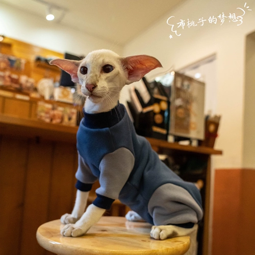 Gingrain Немецкий кот -кошка Абушиан Восточный Коротко -Хишеной Кошачья одежда Защитите живот, чтобы сохранить теплый четырехлетний эластичный свитер