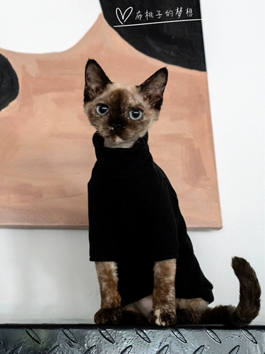 Гингрэйн безволосая одежда для кошки немецкая одежда для кошки, спонтанное жар, грязь, хорошая промывка, нет деформации внутри