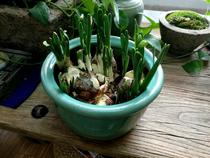 (Bum Kee) Old Jar Old Vat Green Glazed Jar Florware Wenfang Case Head Swing Piece China Old Pottery Vase Vase Water Plant