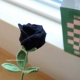 Одна черная роза