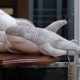 Salt Grey Shark Doll Small Mini Plush Toy Boy Toy Gift Baby Soothing Sleeping Doll