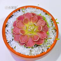 Flory catches Pansy eats succulent plants potted Cordyceps cannivorous flytrap rare poisonous grass indoor