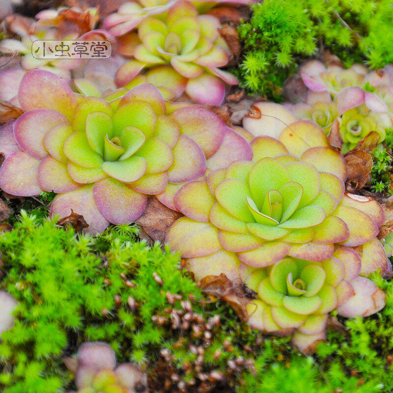苹果捕虫堇小虫草堂食虫多肉植物盆栽盆景茶几办公桌面室内驱蚊草