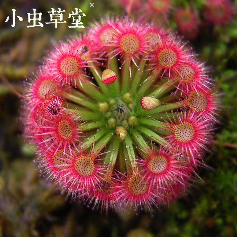 Moon Lake Grass paste vegetable mini grass winter buds Small cordyceps hall Insect-eating plant pot cordyceps rose Manny beautiful